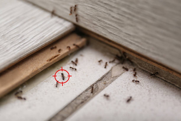 Best Wildlife Control Services  in St Marys, GA