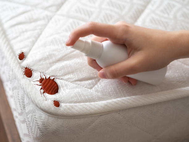 Best Wasp Removal Services  in St Marys, GA