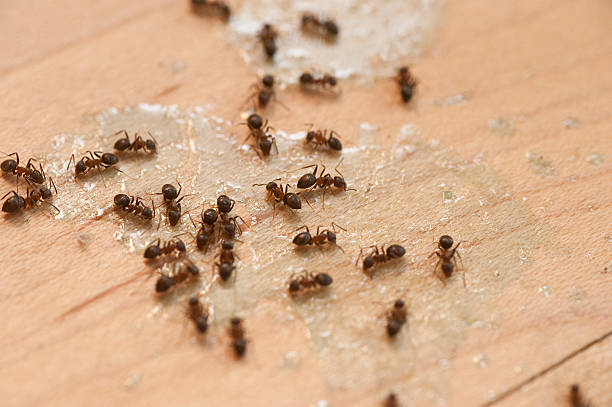 Reliable St Marys, GA Pest Control Solutions