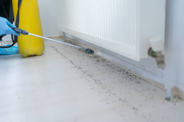 Best Emergency Pest Control  in St Marys, GA